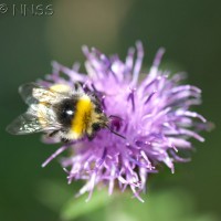 Bumble Bee